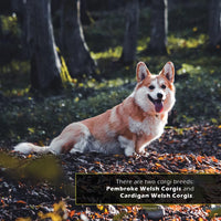 Corgis! A My Incredible World Picture Book for Children
