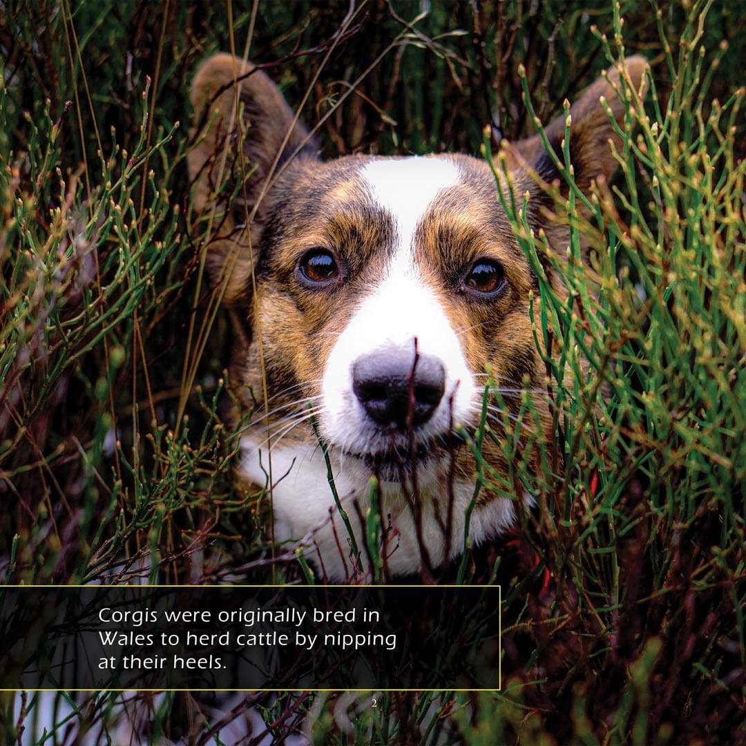 Corgis! A My Incredible World Picture Book for Children