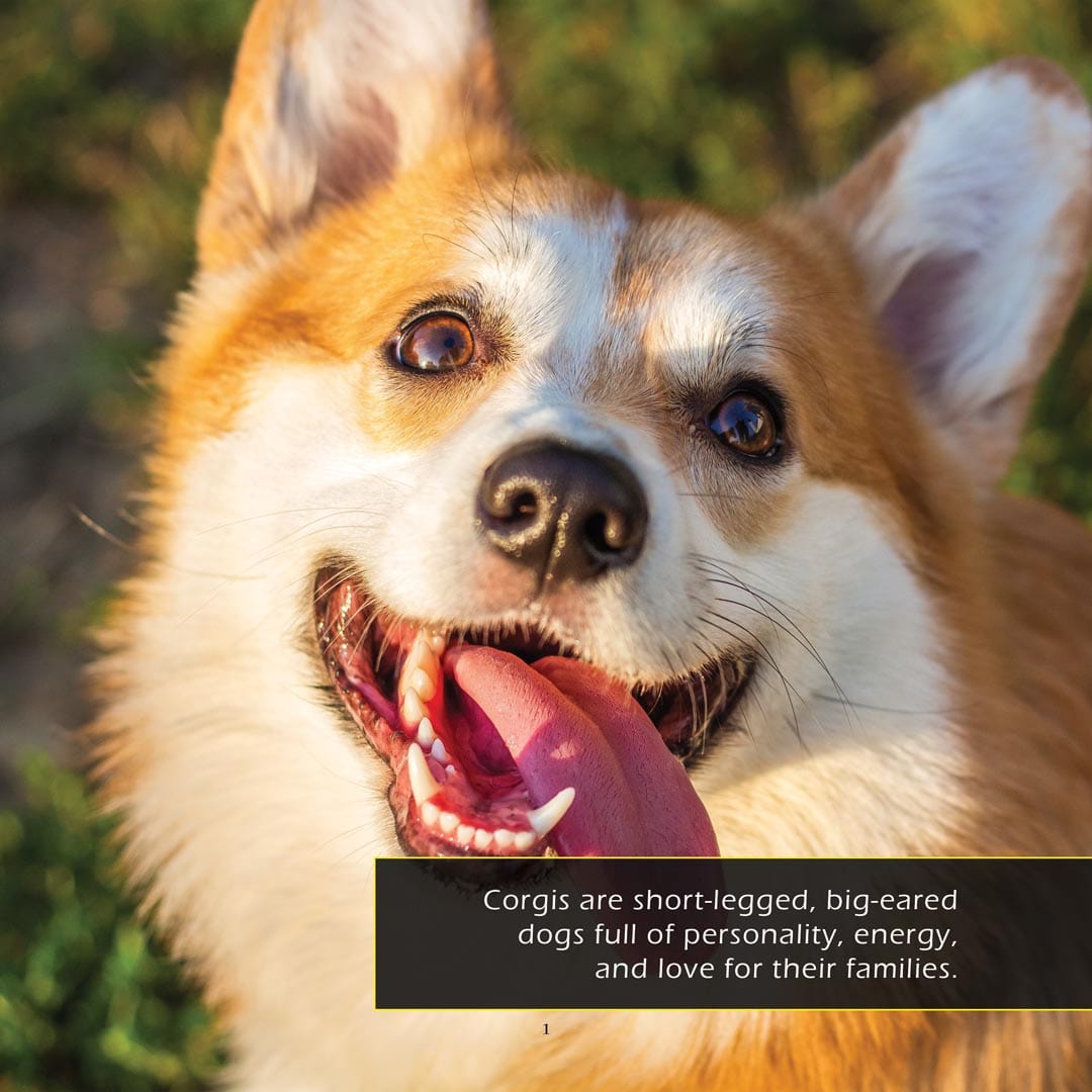 Corgis! A My Incredible World Picture Book for Children