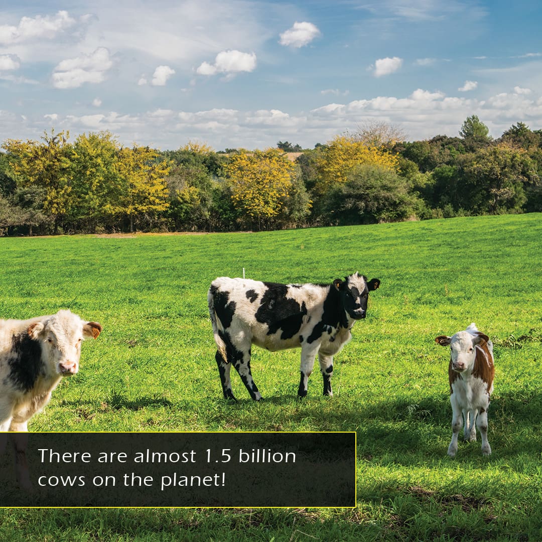 Cows! A My Incredible World Picture Book for Children