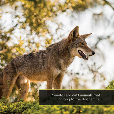 Coyotes! A My Incredible World Picture Book for Children