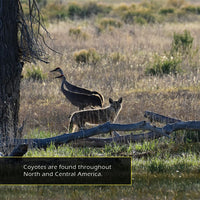 Coyotes! A My Incredible World Picture Book for Children