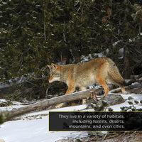 Coyotes! A My Incredible World Picture Book for Children