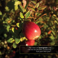 Cranberries! A My Incredible World Picture Book for Children