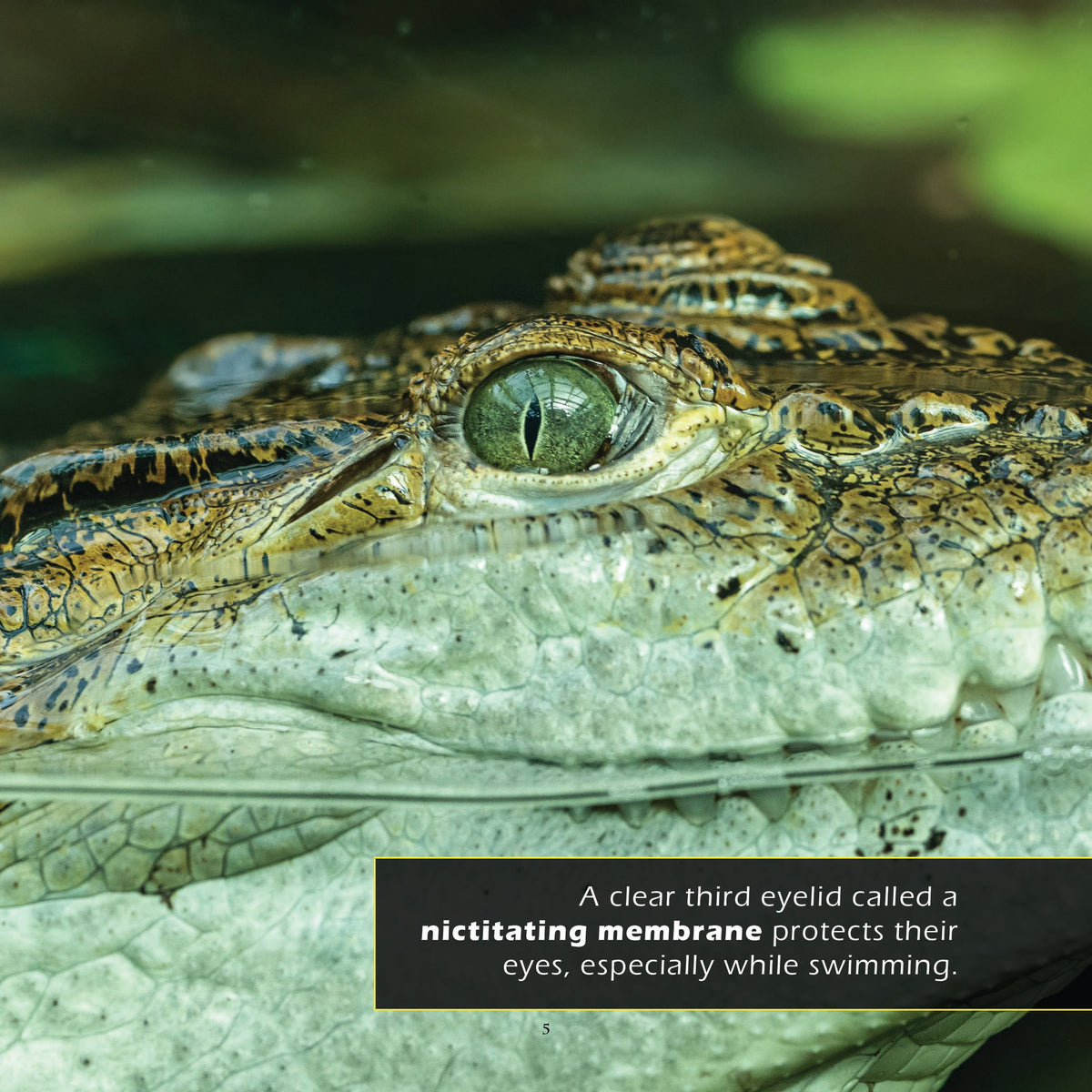 Crocodiles! A My Incredible World Picture Book for Children