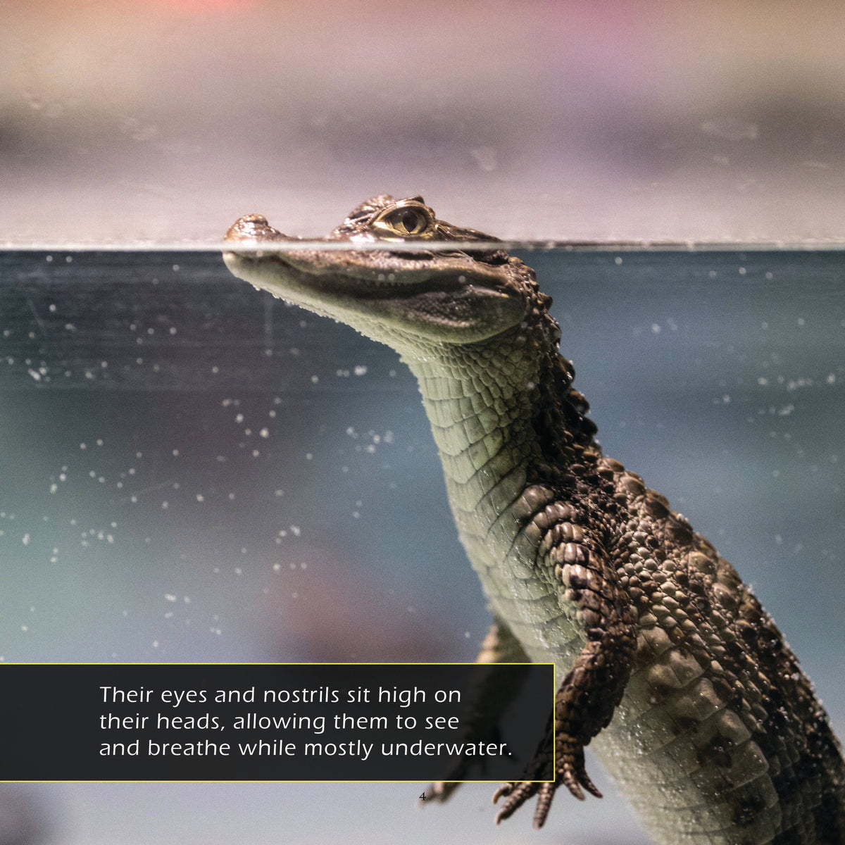 Crocodiles! A My Incredible World Picture Book for Children