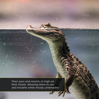 Crocodiles! A My Incredible World Picture Book for Children