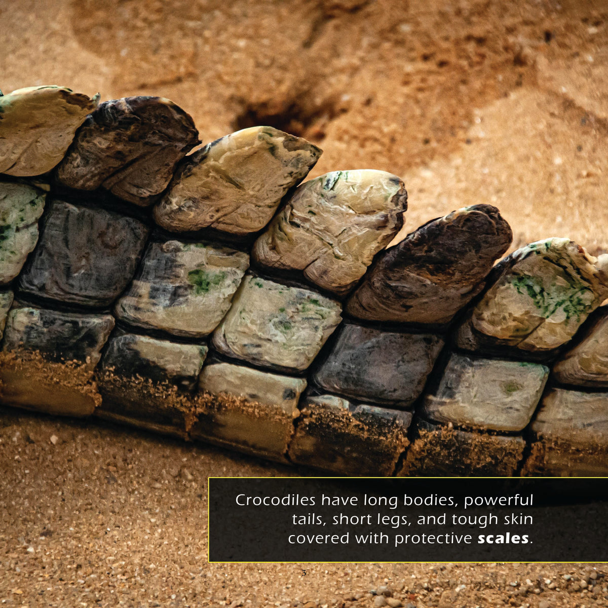 Crocodiles! A My Incredible World Picture Book for Children