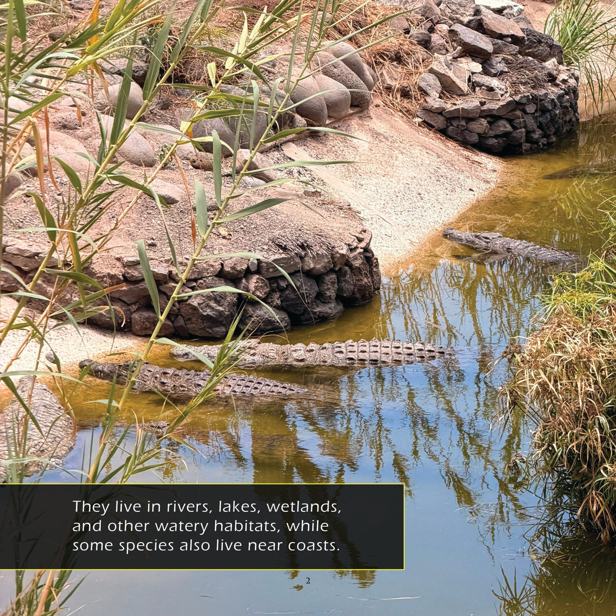 Crocodiles! A My Incredible World Picture Book for Children