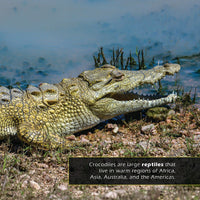 Crocodiles! A My Incredible World Picture Book for Children