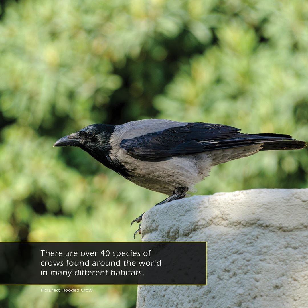 Crows! A My Incredible World Picture Book for Children