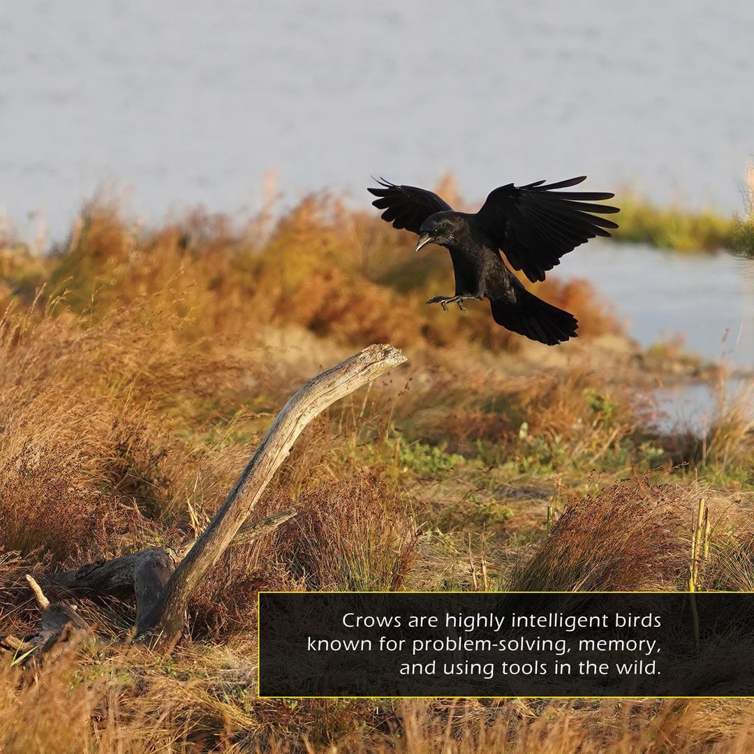 Crows! A My Incredible World Picture Book for Children