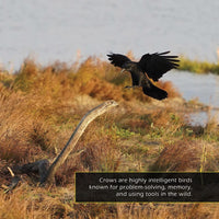 Crows! A My Incredible World Picture Book for Children