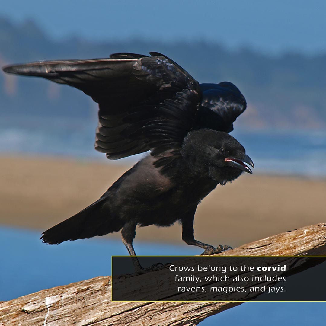 Crows! A My Incredible World Picture Book for Children