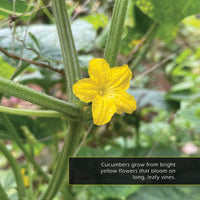 Cucumbers! A My Incredible World Picture Book For Children