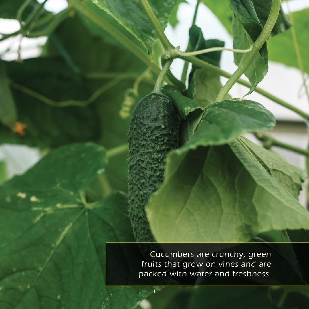 Cucumbers! A My Incredible World Picture Book For Children