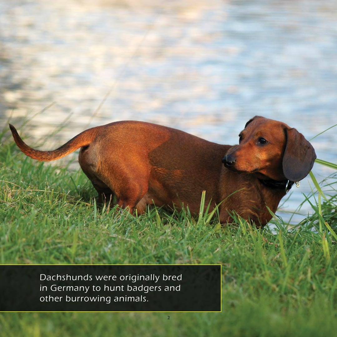 Dachshunds! A My Incredible World Picture Book for Children