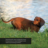 Dachshunds! A My Incredible World Picture Book for Children