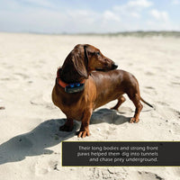 Dachshunds! A My Incredible World Picture Book for Children