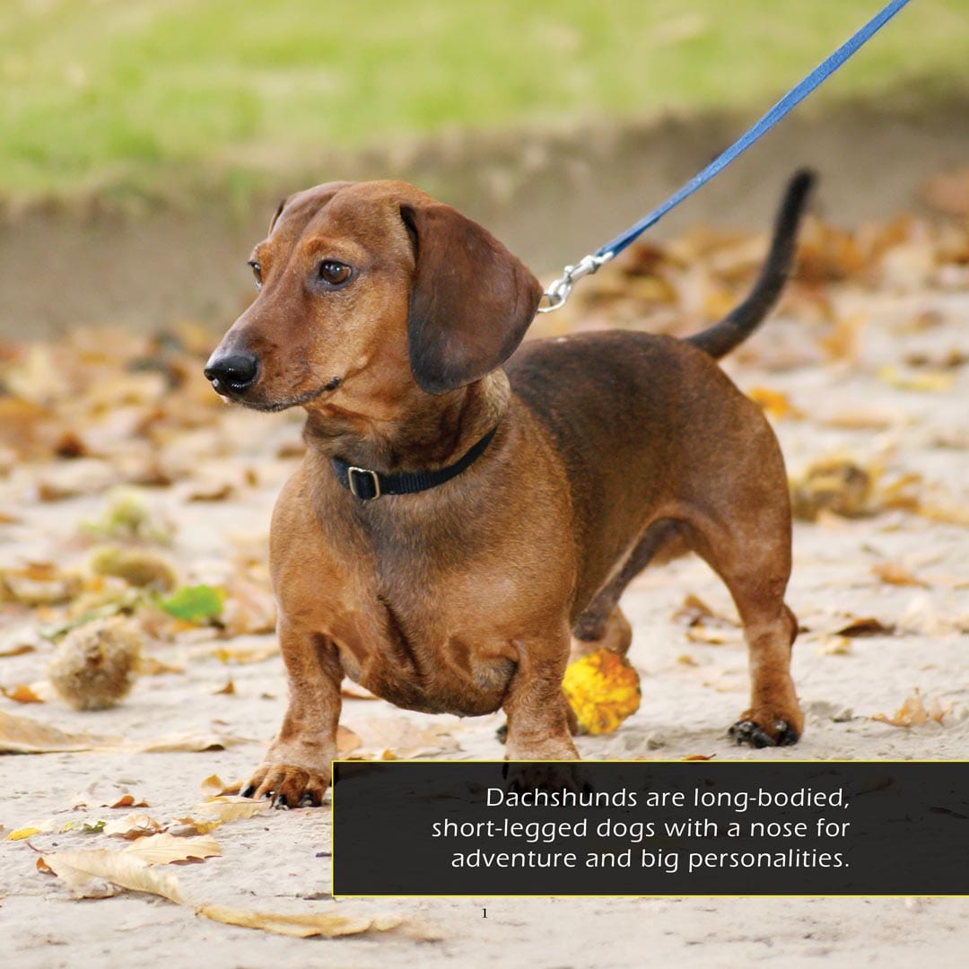 Dachshunds! A My Incredible World Picture Book for Children