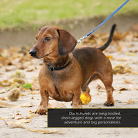 Dachshunds! A My Incredible World Picture Book for Children