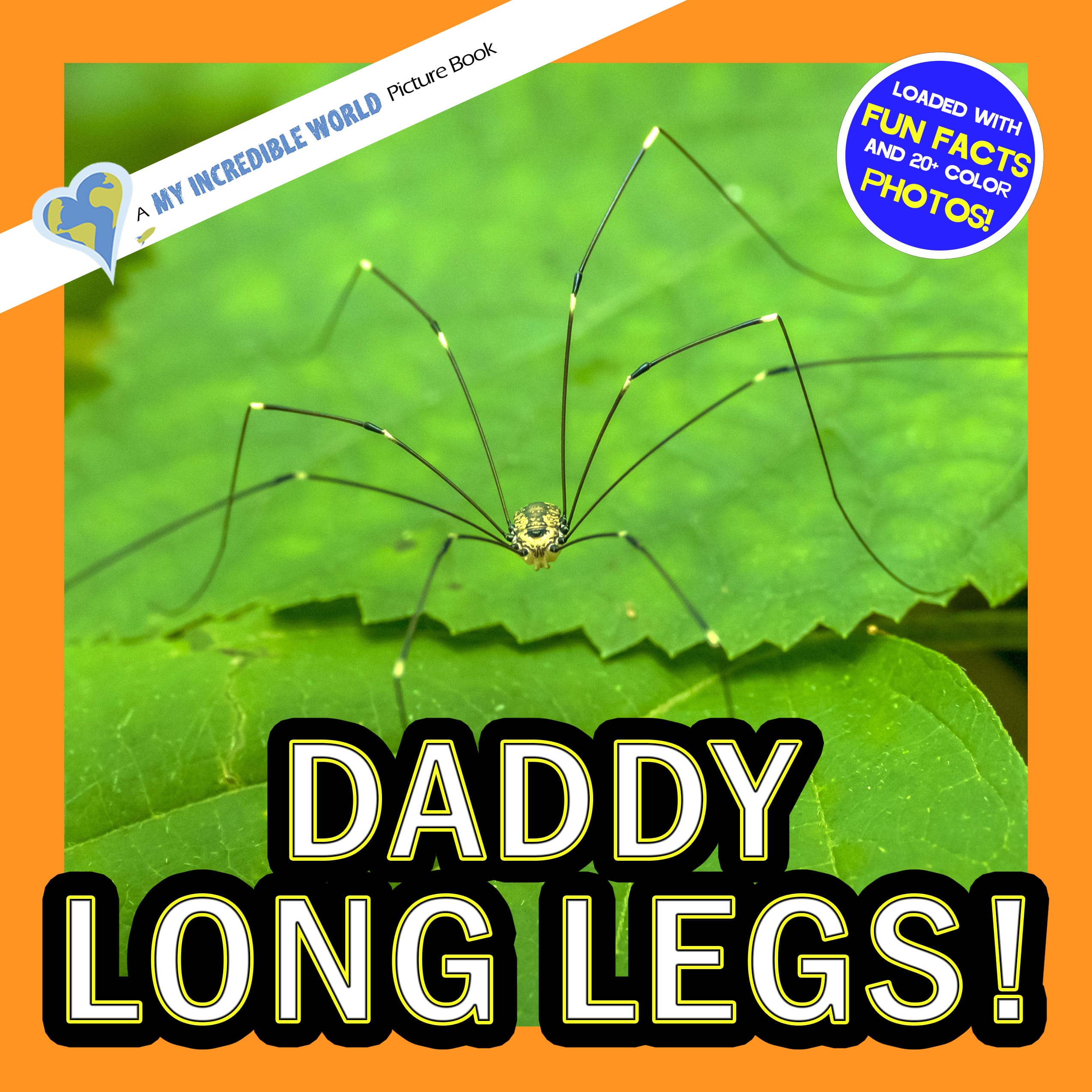 Daddy Long Legs! A My Incredible World Picture Book for Children