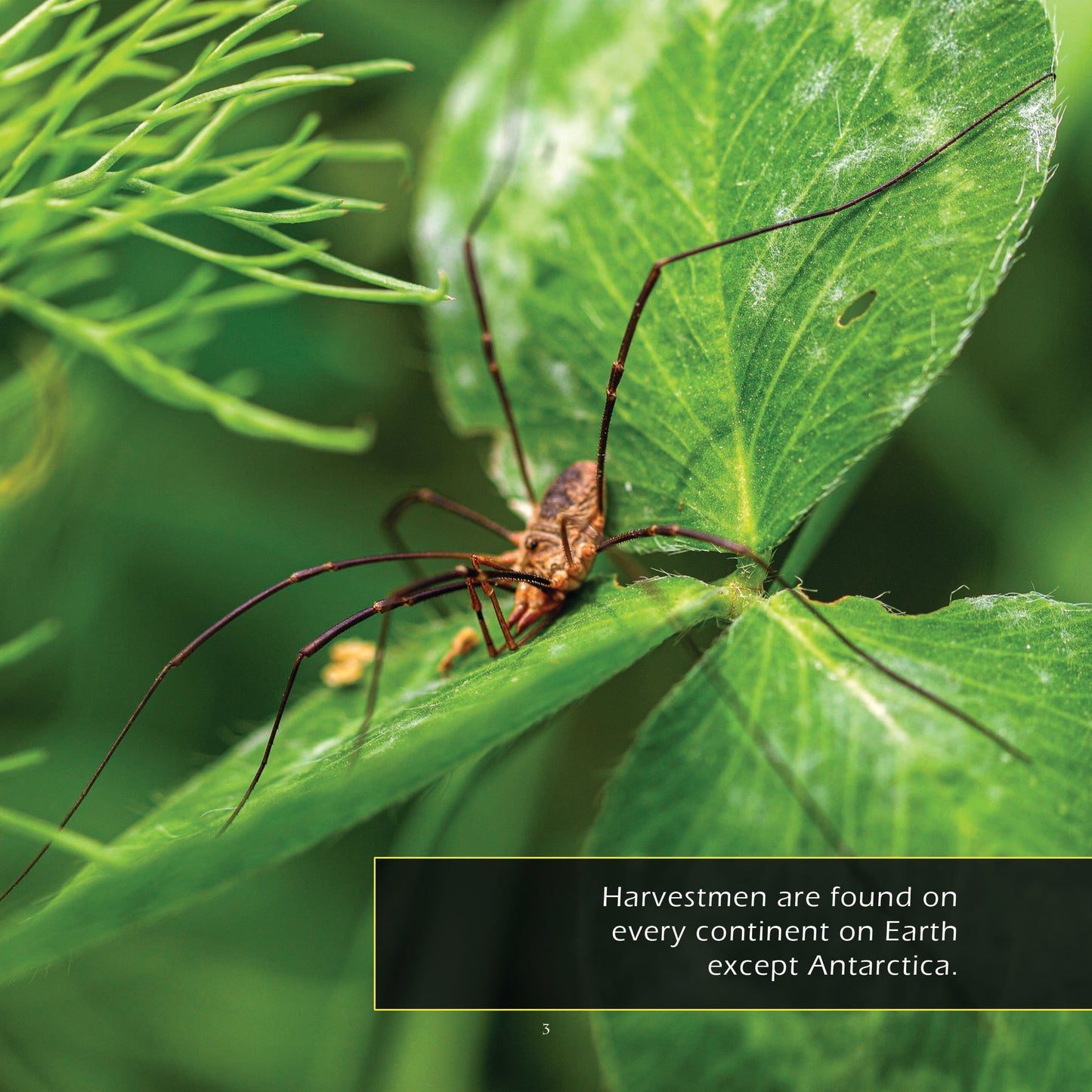 Daddy Long Legs! A My Incredible World Picture Book for Children