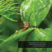 Daddy Long Legs! A My Incredible World Picture Book for Children