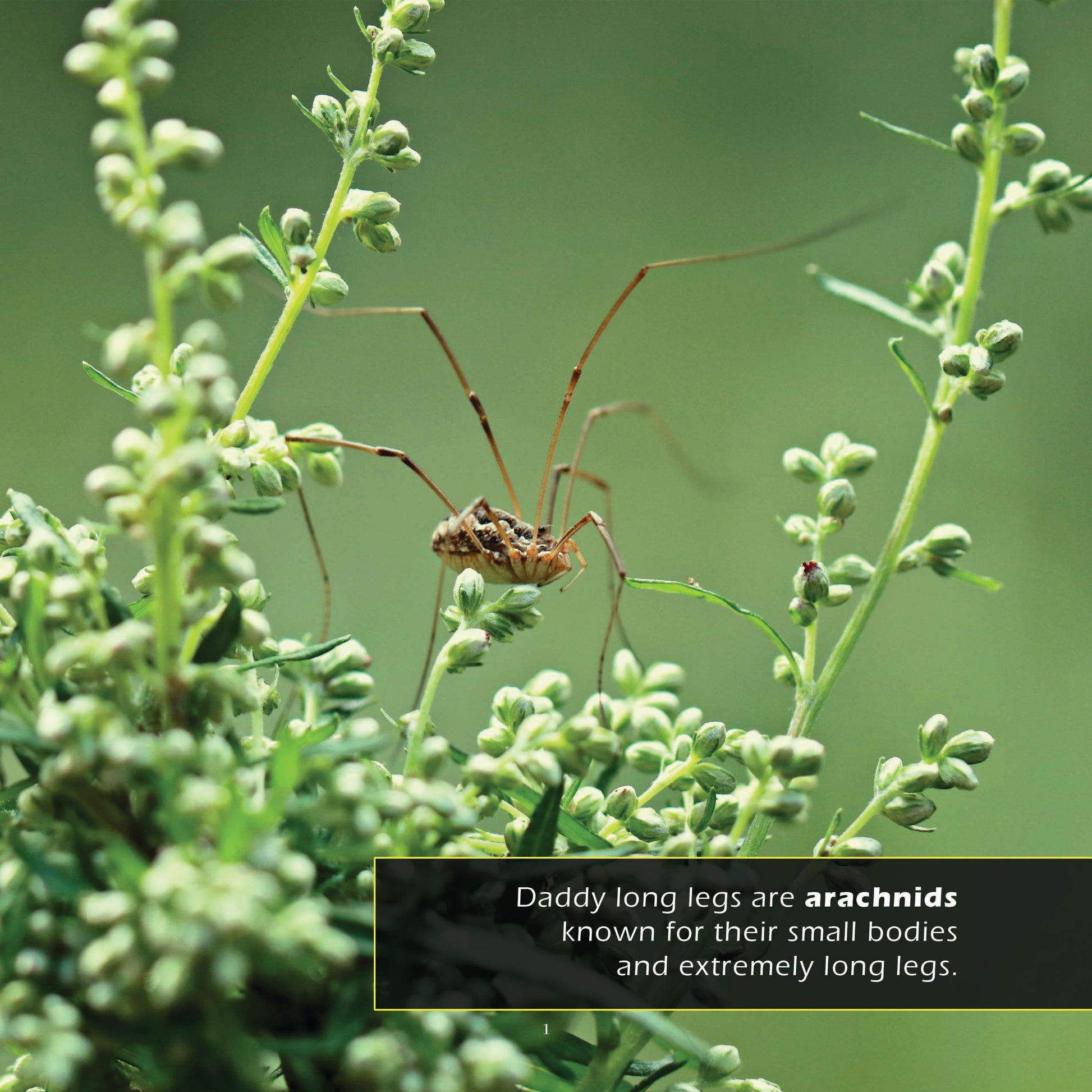 Daddy Long Legs! A My Incredible World Picture Book for Children