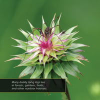 Daddy Long Legs! A My Incredible World Picture Book for Children