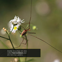 Daddy Long Legs! A My Incredible World Picture Book for Children