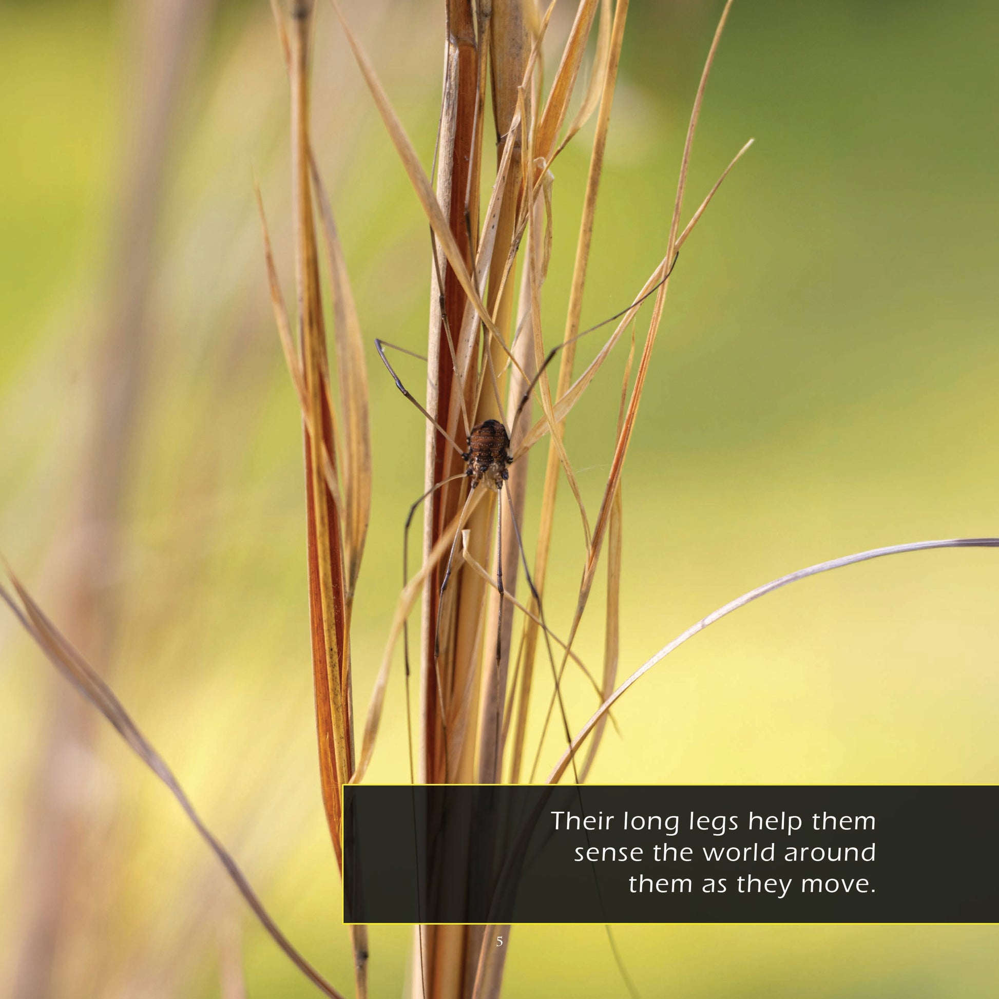 Daddy Long Legs! A My Incredible World Picture Book for Children