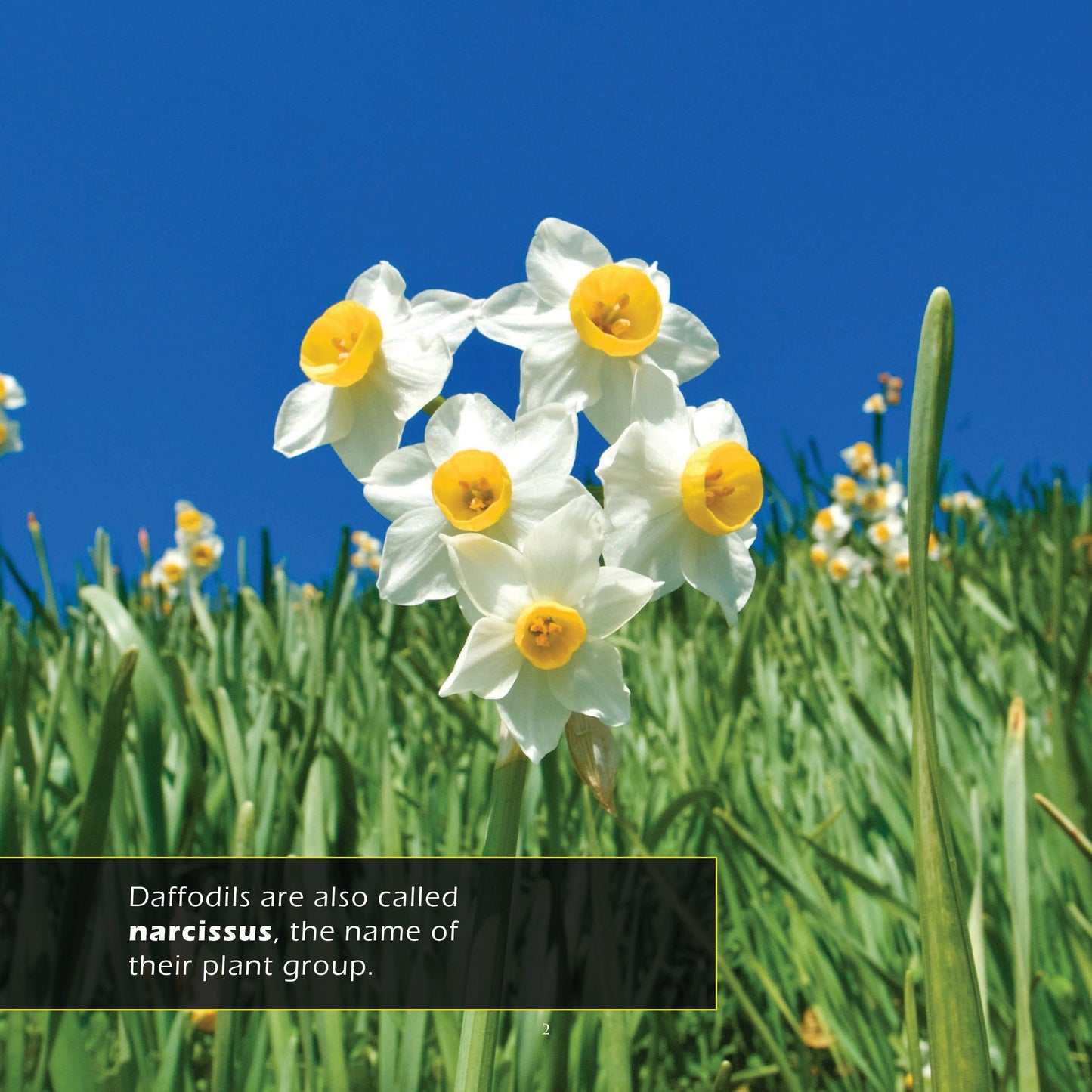 Daffodils! A My Incredible World Picture Book for Children