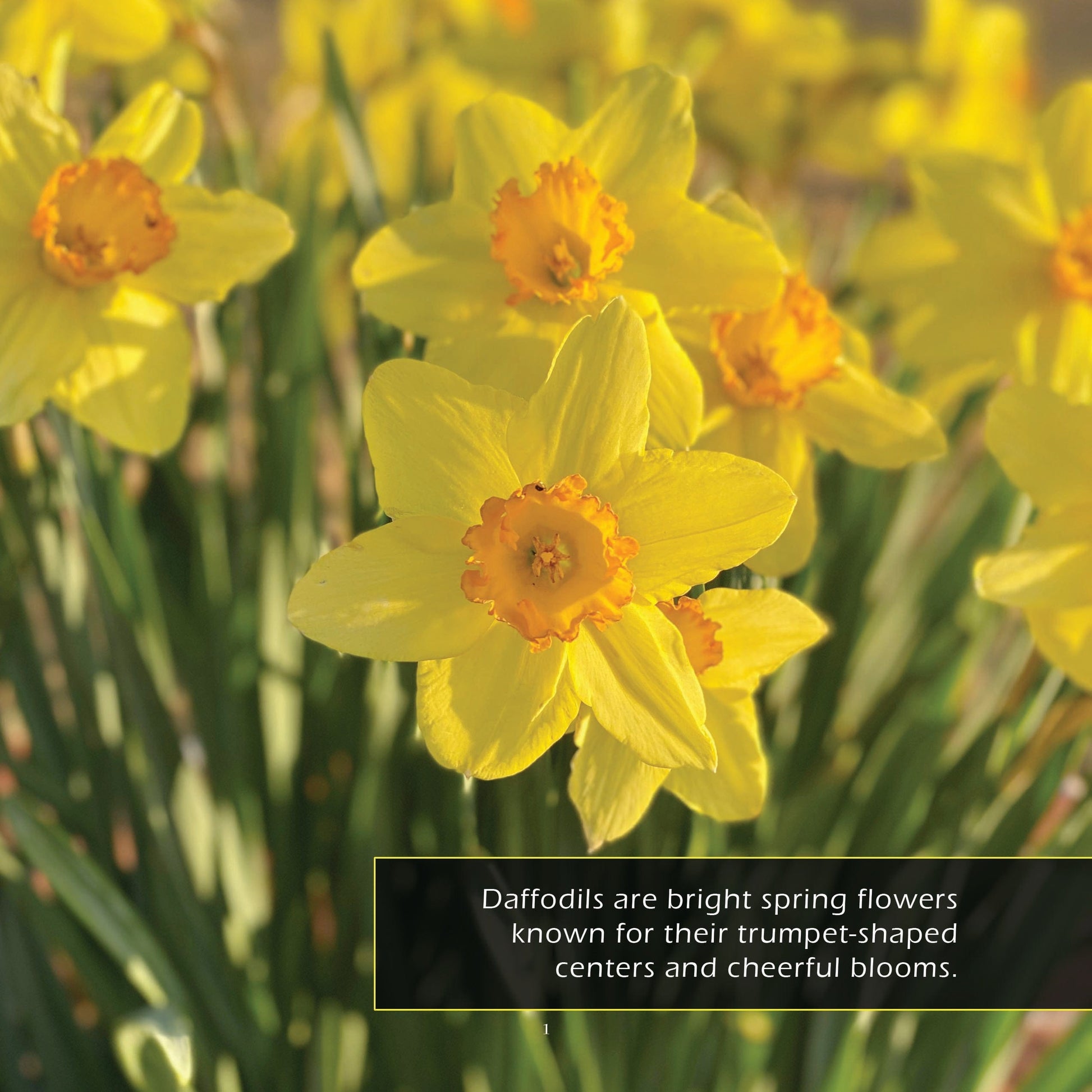 Daffodils! A My Incredible World Picture Book for Children