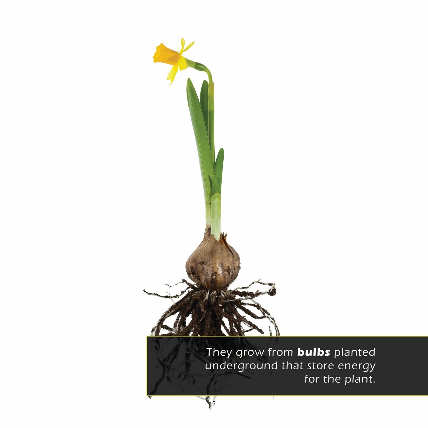 Daffodils! A My Incredible World Picture Book for Children