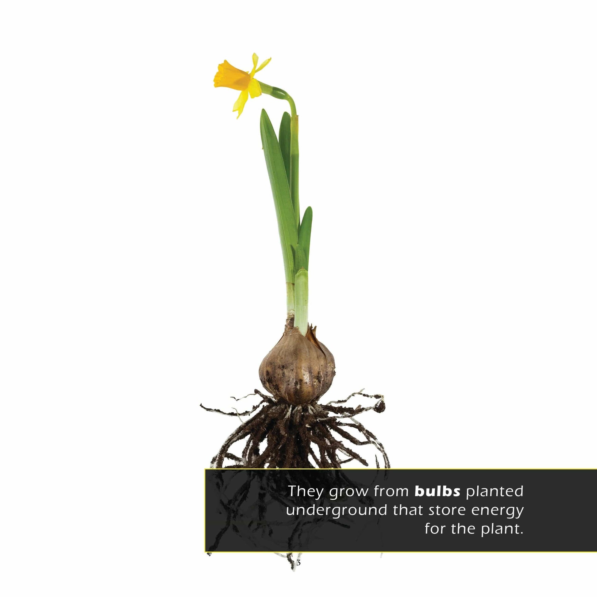 Daffodils! A My Incredible World Picture Book for Children