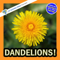 Dandelions! A My Incredible World Picture Book for Children