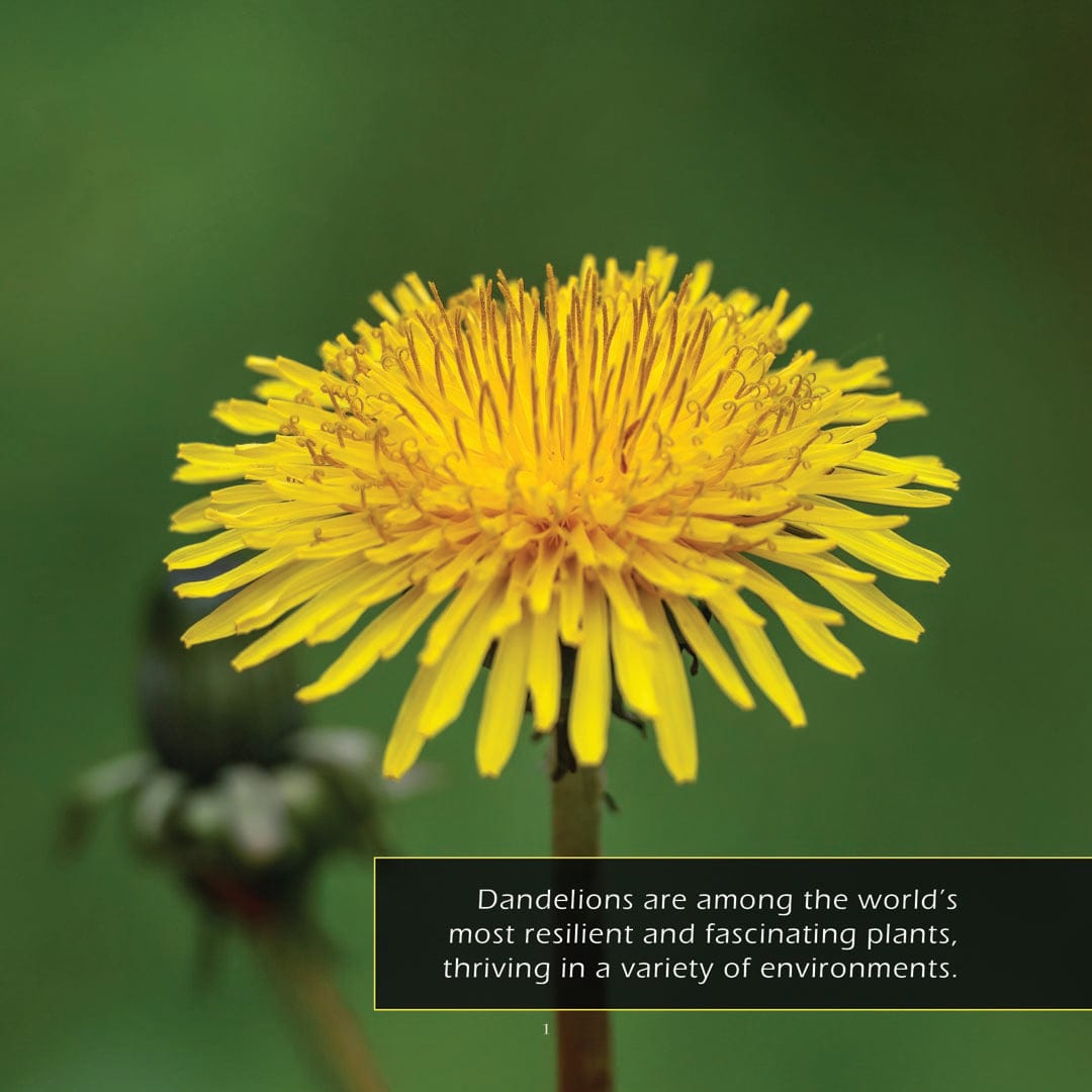 Dandelions! A My Incredible World Picture Book for Children