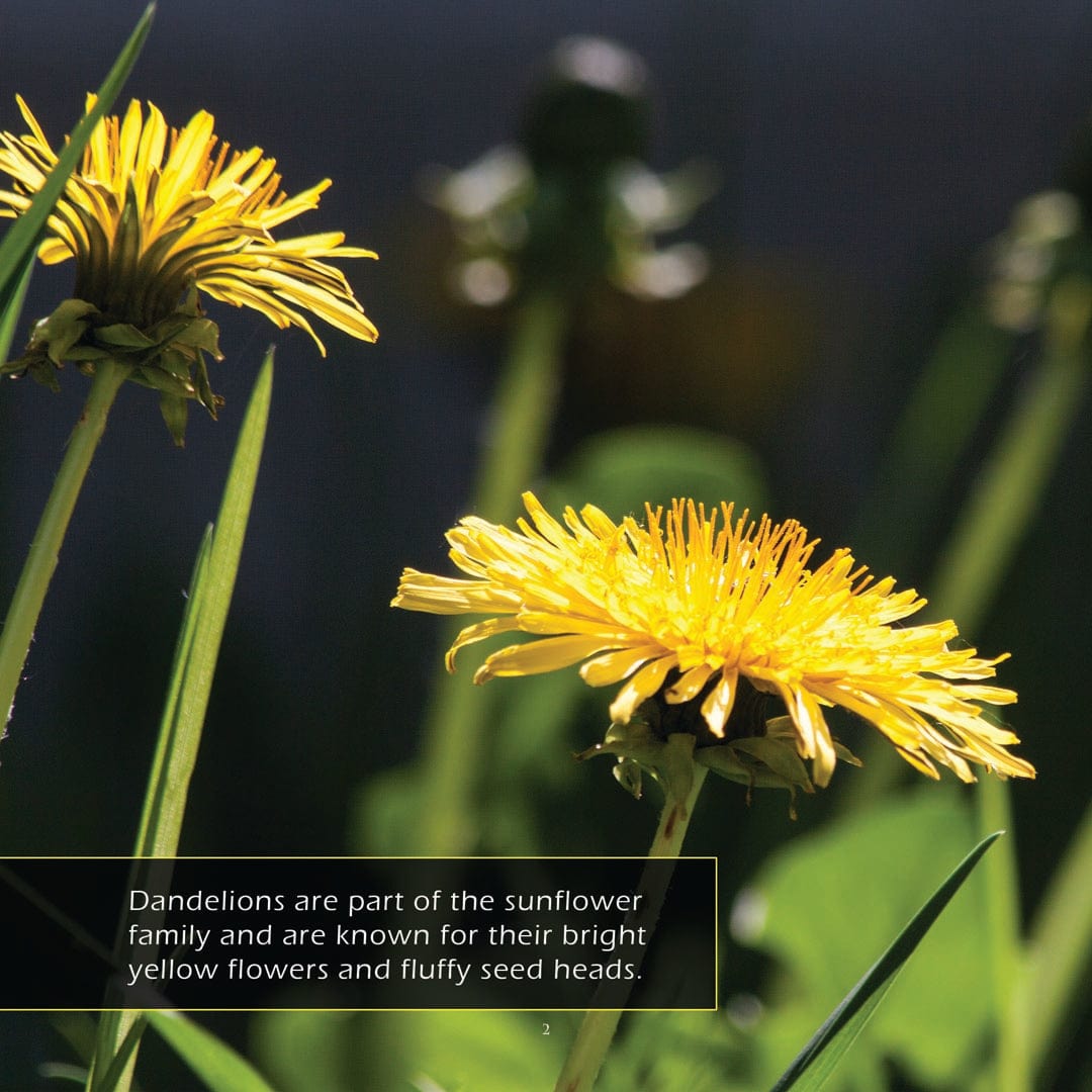 Dandelions! A My Incredible World Picture Book for Children