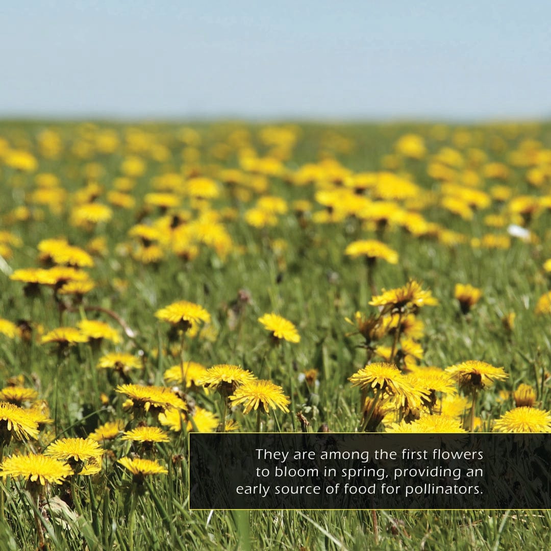 Dandelions! A My Incredible World Picture Book for Children