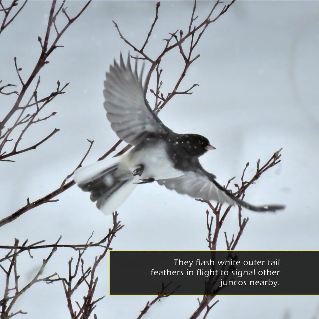 Dark-Eyed Juncos! A My Incredible World Picture Book for Children
