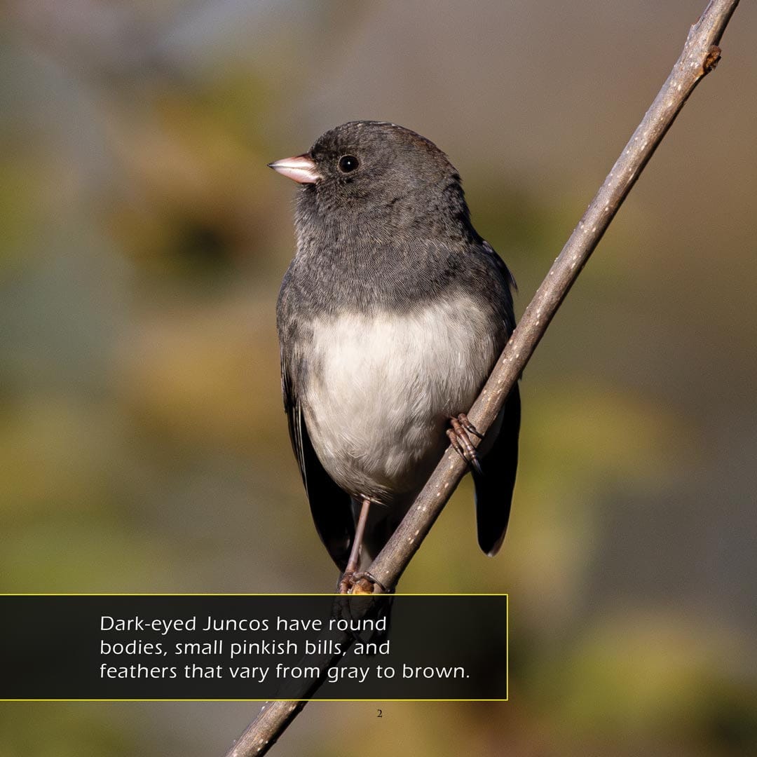 Dark-Eyed Juncos! A My Incredible World Picture Book for Children