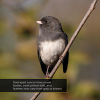 Dark-Eyed Juncos! A My Incredible World Picture Book for Children