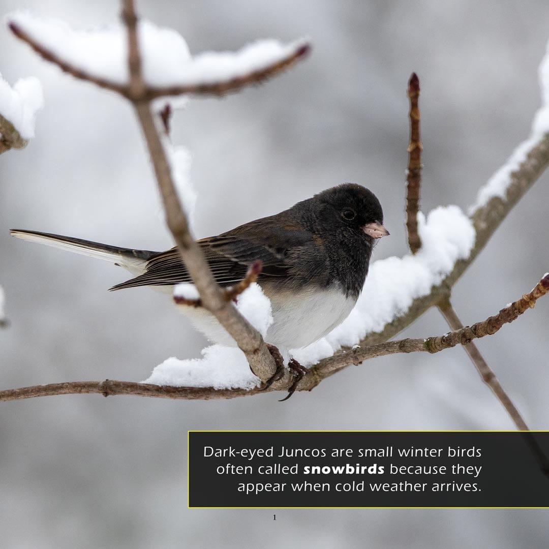 Dark-Eyed Juncos! A My Incredible World Picture Book for Children