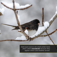 Dark-Eyed Juncos! A My Incredible World Picture Book for Children