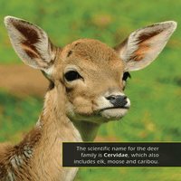 Deer! A My Incredible World Picture Book for Children