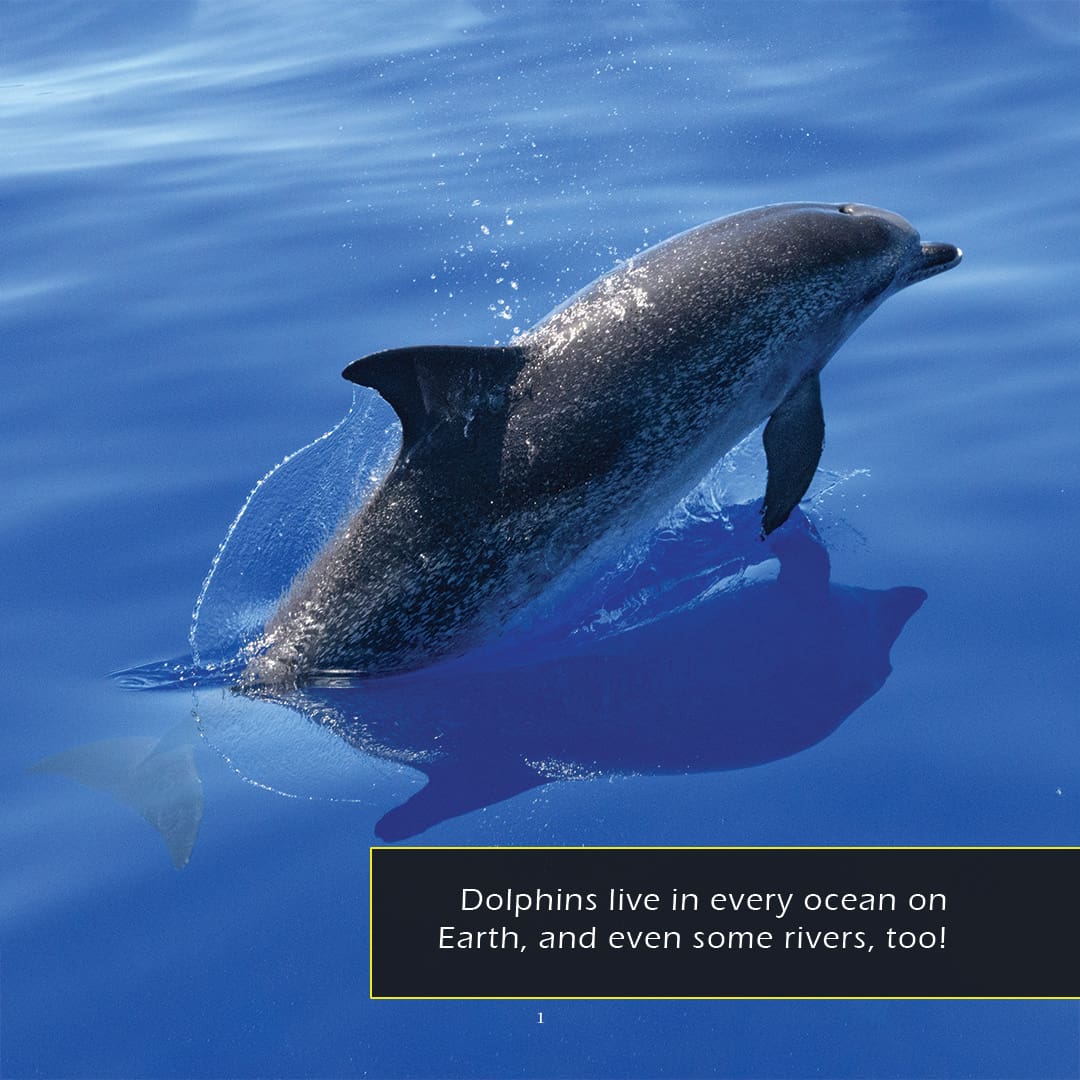 Dolphins! A My Incredible World Picture Book for Children