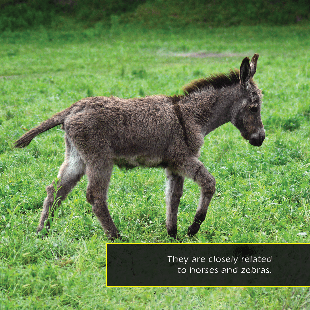 Donkeys! A My Incredible World Picture Book for Children