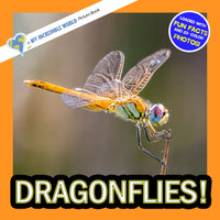 Dragonflies! A My Incredible World Picture Book for Children