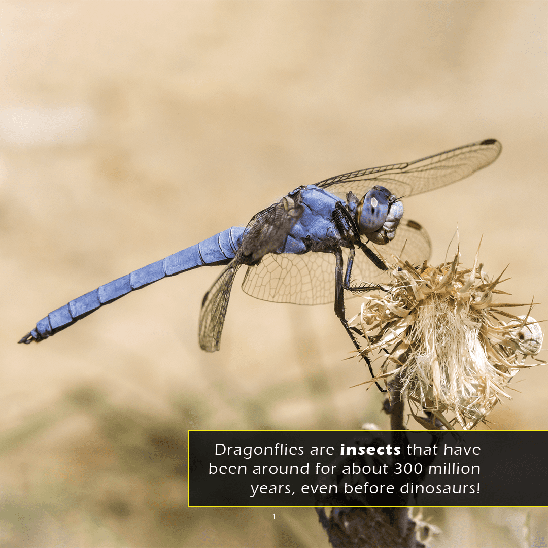 Dragonflies! A My Incredible World Picture Book For Children